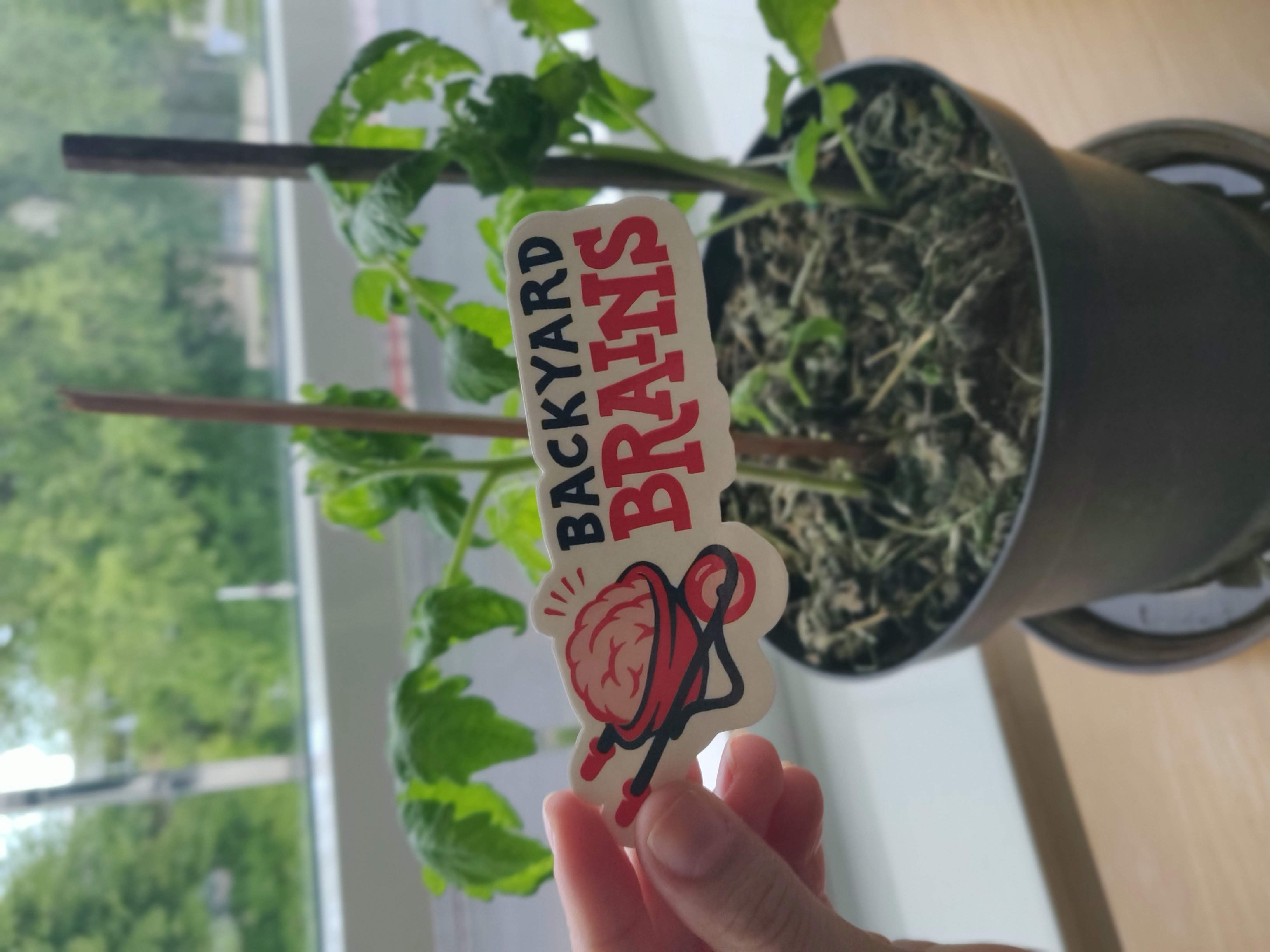 our plant