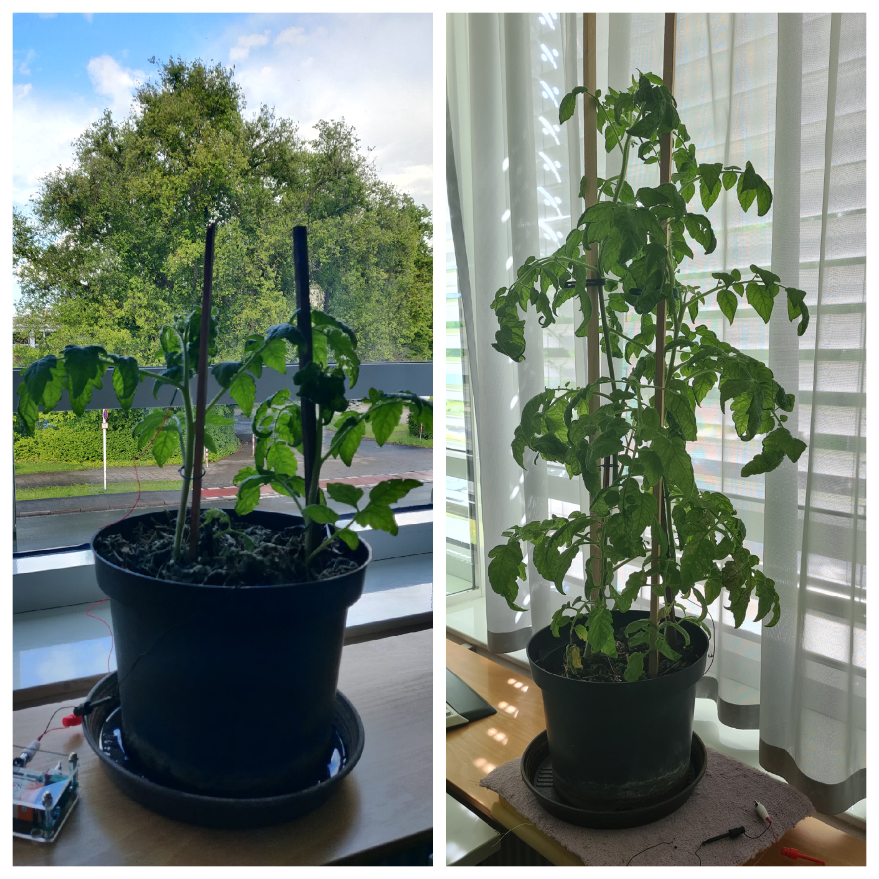our tomato